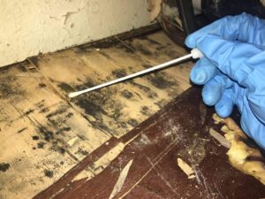 Fayetteville mold inspection
